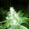 mrsvtskunk