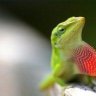 lizardwizard