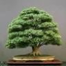 TreeDoc
