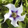 JimsOnWeed
