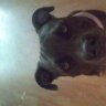 bluebully420