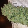 KushSlayr420