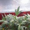 cheech5017