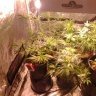 joegrower619