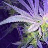 reeg420