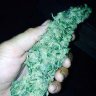 Jenny420