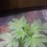 akbuds