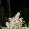 puffnstuff