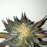 Pineapple207