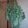buddhabud3