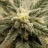 KtidyFarms