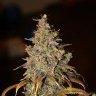 BudLord