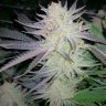 THC Titan