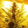 GREENMNTCANN