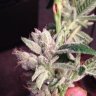 Mo fire