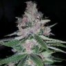 ocgreens