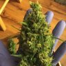Blindguy420