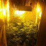 BammysBuds