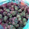 MamoutFarm