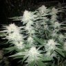 KingKush.420