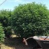 MendoGiantZ