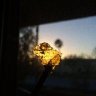 GloKush