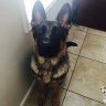 OrganicBandt