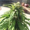 fadd805growr