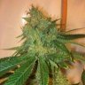 Legal Canuck