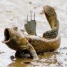 Mudskipper