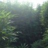 Terpene tony