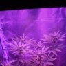 blu3kush