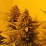 Outlawgrower