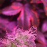 Theweednurse
