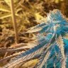 KYstoner