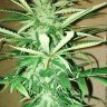 dreamteam420