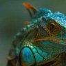lizardpeace