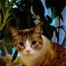 thornloki
