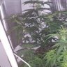staygreen024