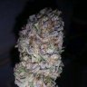 cannaman80