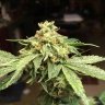 Sht2loud