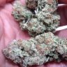 LoudFarmer