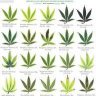 MexaMntnGrow