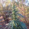 Resinator420