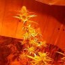 AtiGrow