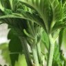 Cannabinzai