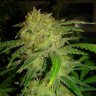 UrbanFarmer1