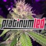 PlatinumTom