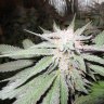 happy bud