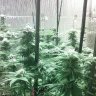Dank Rupt